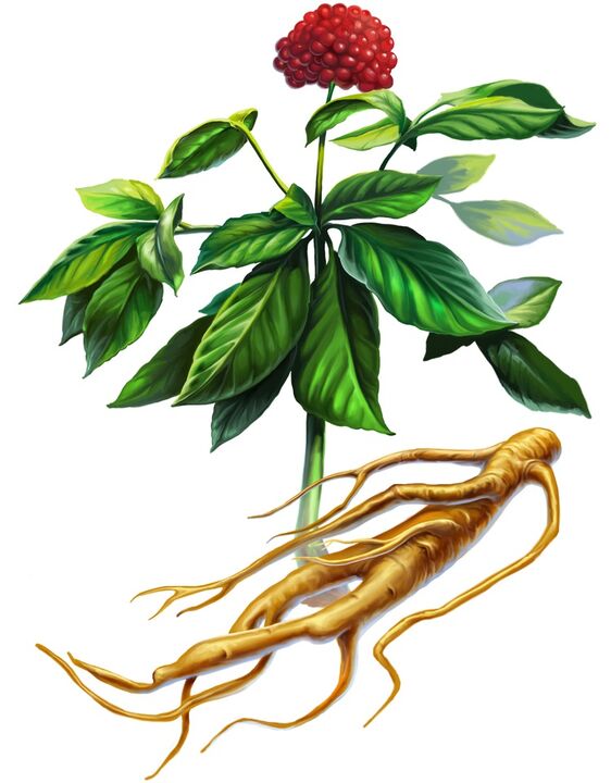 ginseng for potency