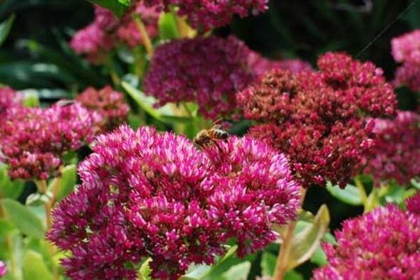 Violet sedum for making a medicinal infusion that increases potency
